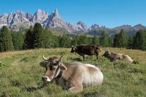 Val di Fiemme - Mucche al pascolo presso Malga Bocche Foto Giulio Montini. Fototeca Trentino Sviluppo S.p.A. no cessione a terzi uso esclusivo Ufficio Stampa