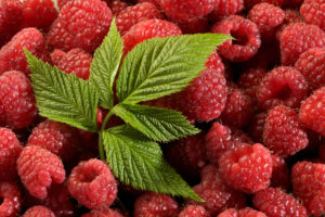 lampone, Rubus idaeus, ©Ph. Marco Simonini (TN) Italy