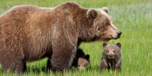 orso-buno-con-cuccioli-900x450